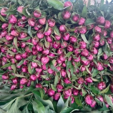 洛阳芍药鲜花