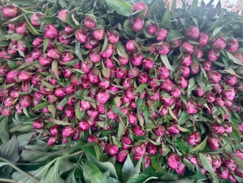 洛阳芍药鲜花