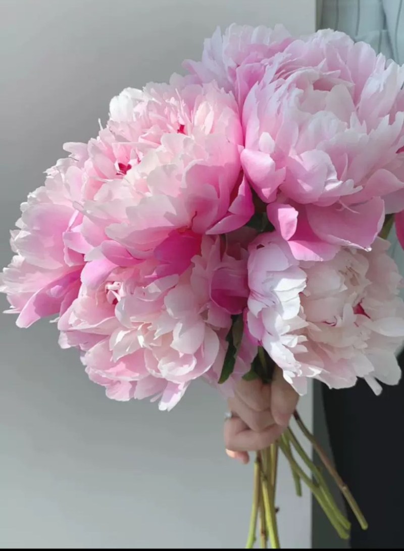 洛阳芍药鲜花