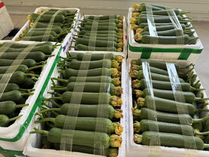 精品肉丝瓜。哟西大大滴好看