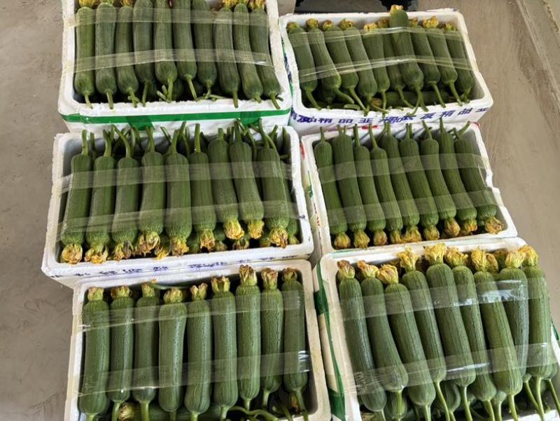 精品肉丝瓜。哟西大大滴好看