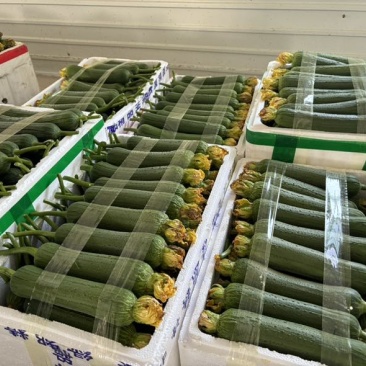 好消息好消息。精品肉丝瓜。个个顶呱呱