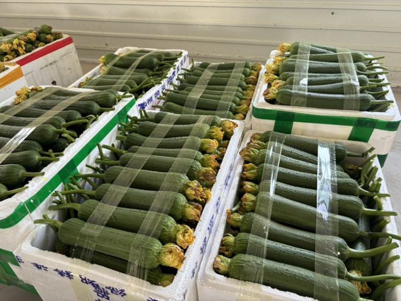 好消息好消息。精品肉丝瓜。个个顶呱呱