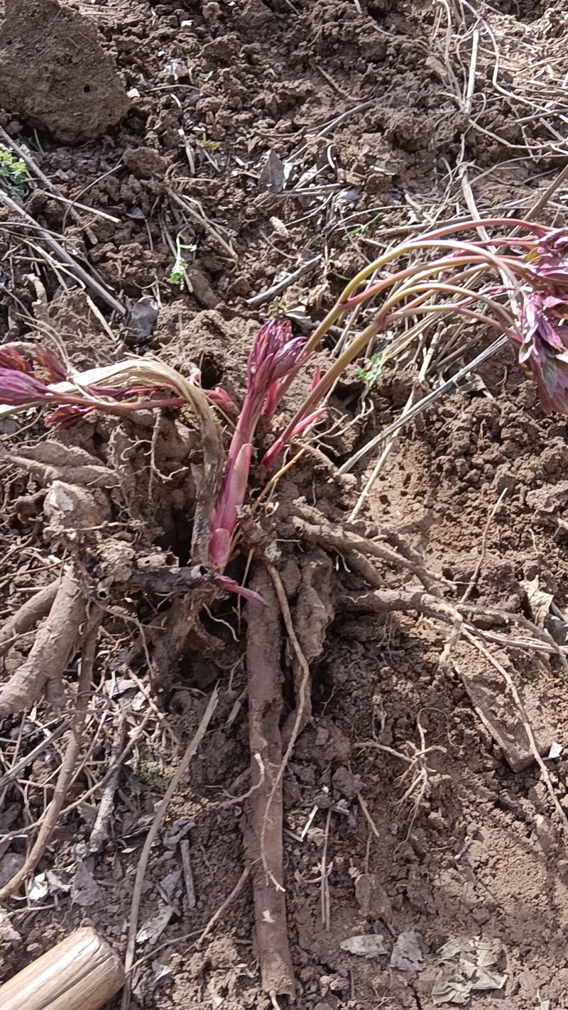 白芍根