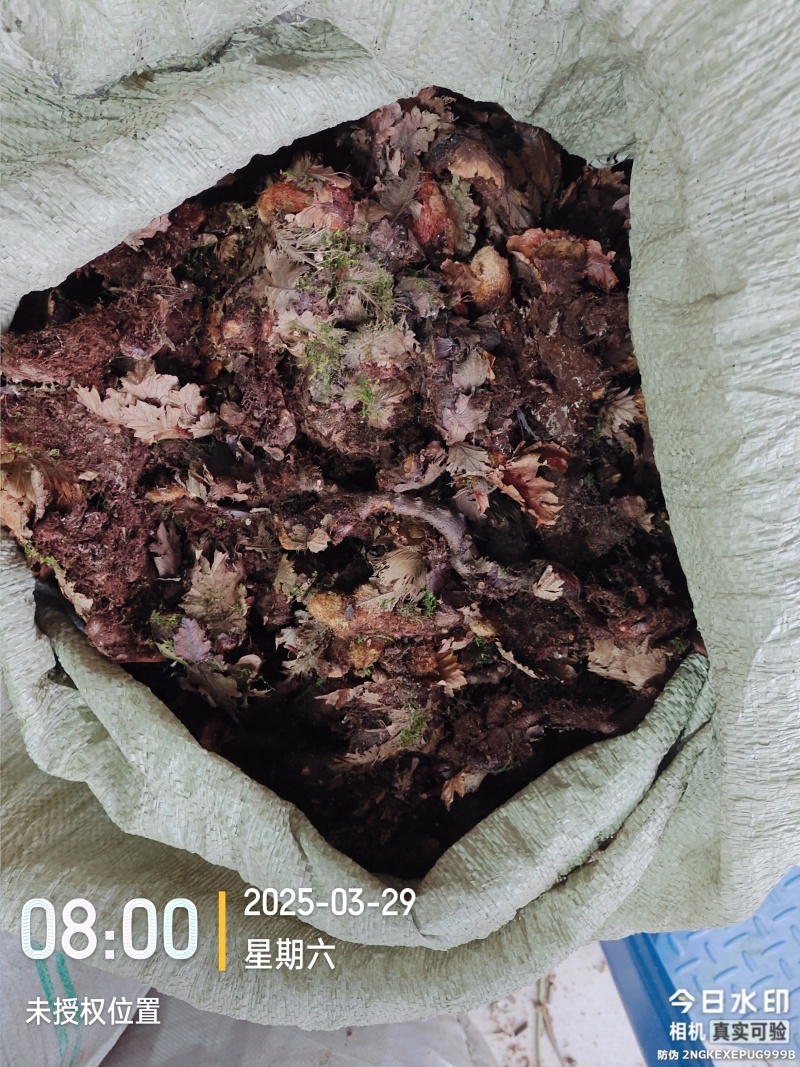 骨碎补