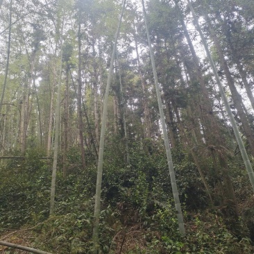 大量竹子