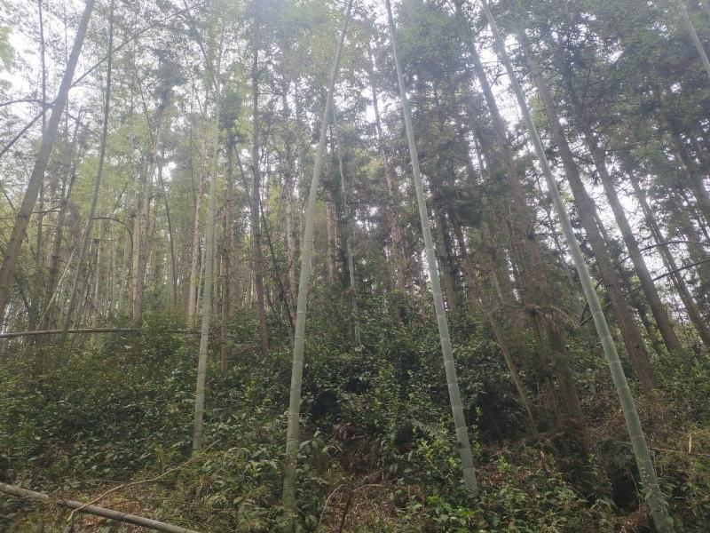 大量竹子