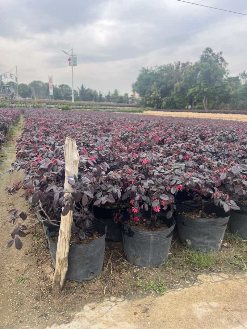 红继木20-180，各种规格，大量低价出售