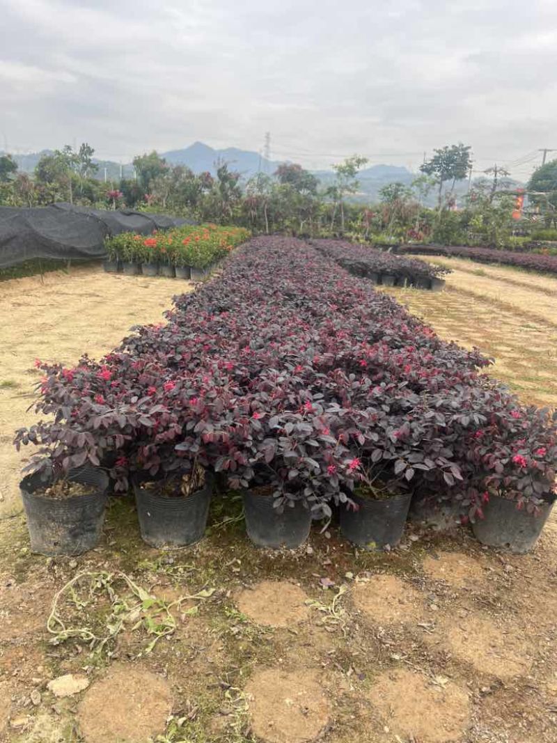 红继木20-180，各种规格，大量低价出售