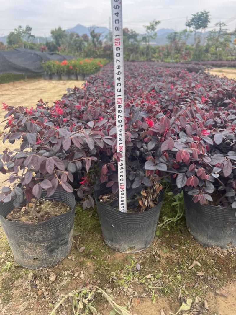 红继木20-180，各种规格，大量低价出售