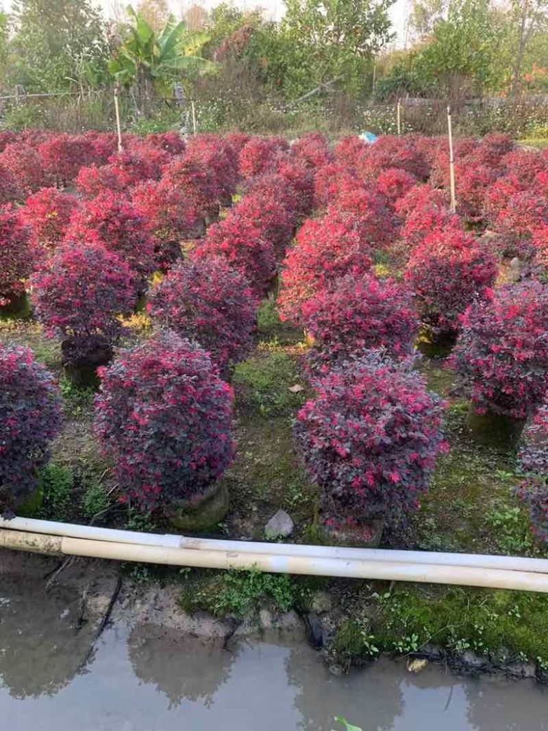 红继木20-180，各种规格，大量低价出售