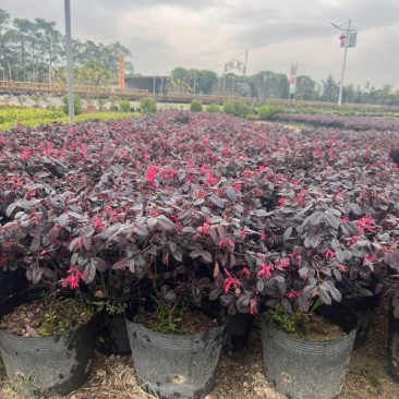 红继木20-180，各种规格，大量低价出售