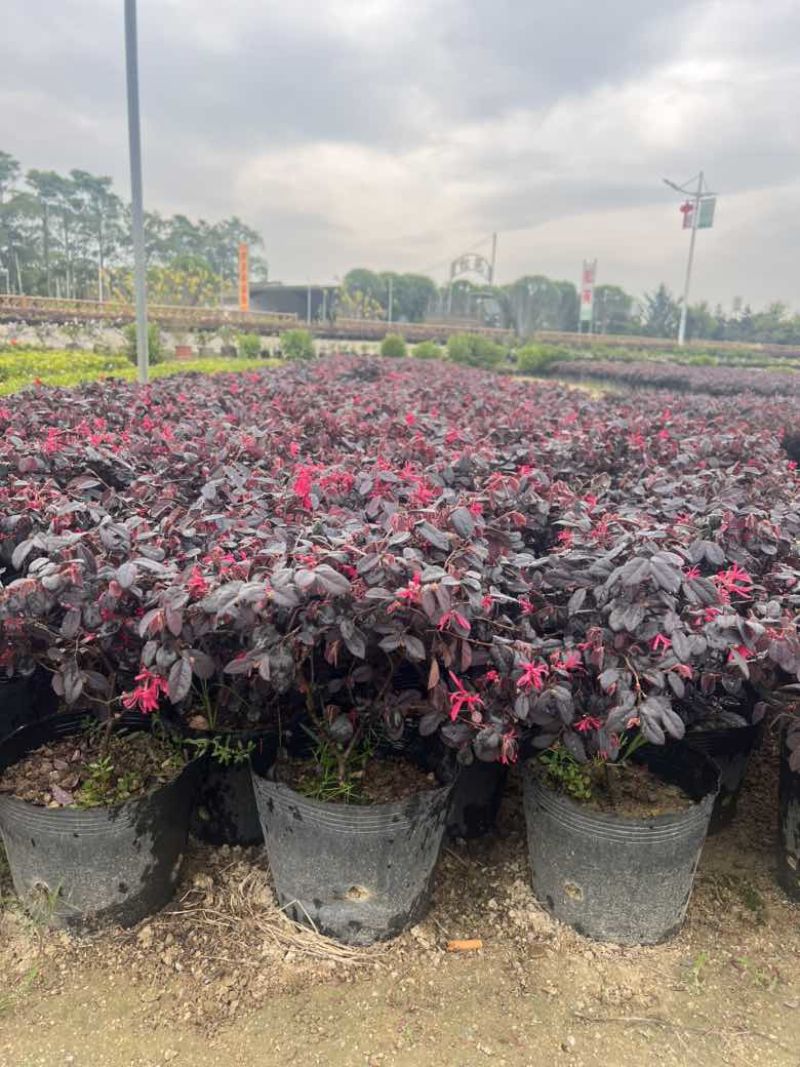 红继木20-180，各种规格，大量低价出售