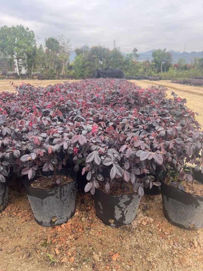 红继木20-180，各种规格，大量低价出售