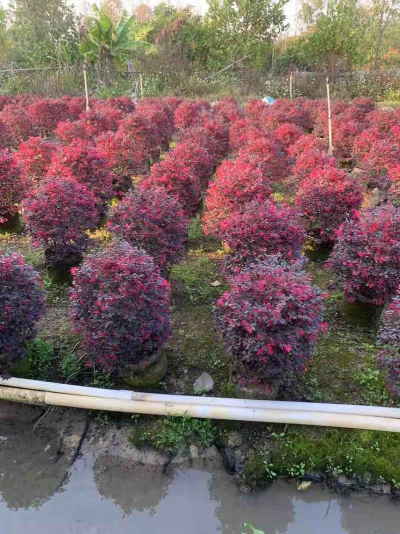 红继木20-180，大量低价出售