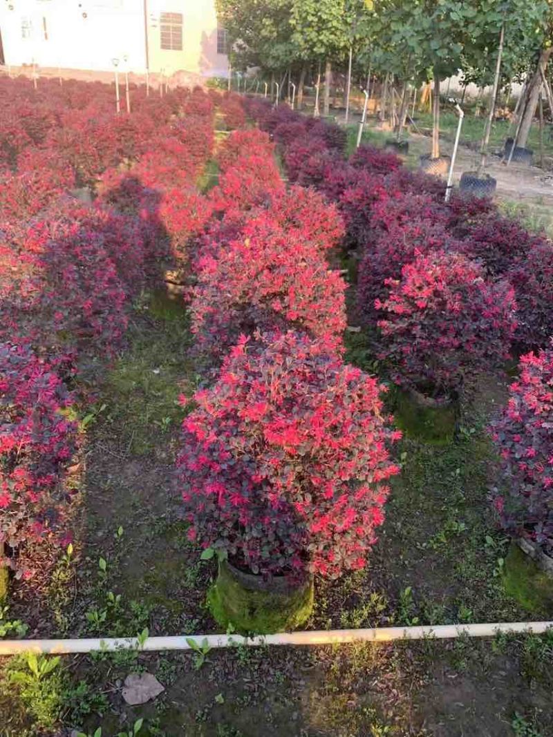 红继木20-180，大量低价出售