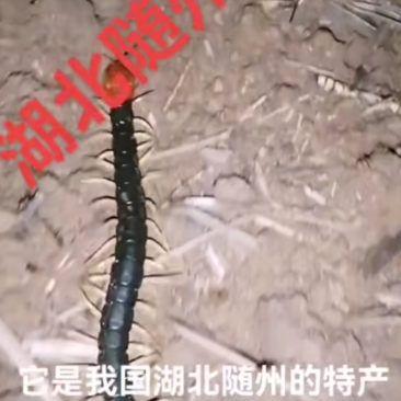红头伍工需要的联系