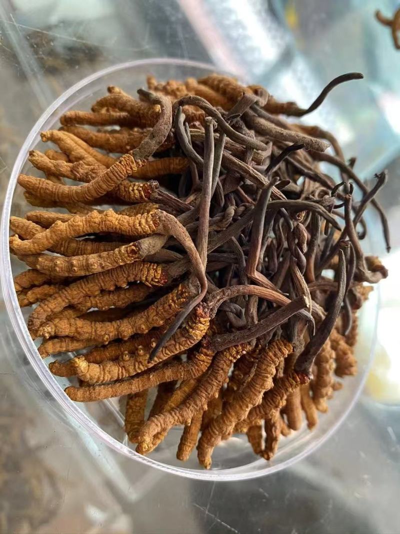 一手货源精品虫草量大从优新鲜上市