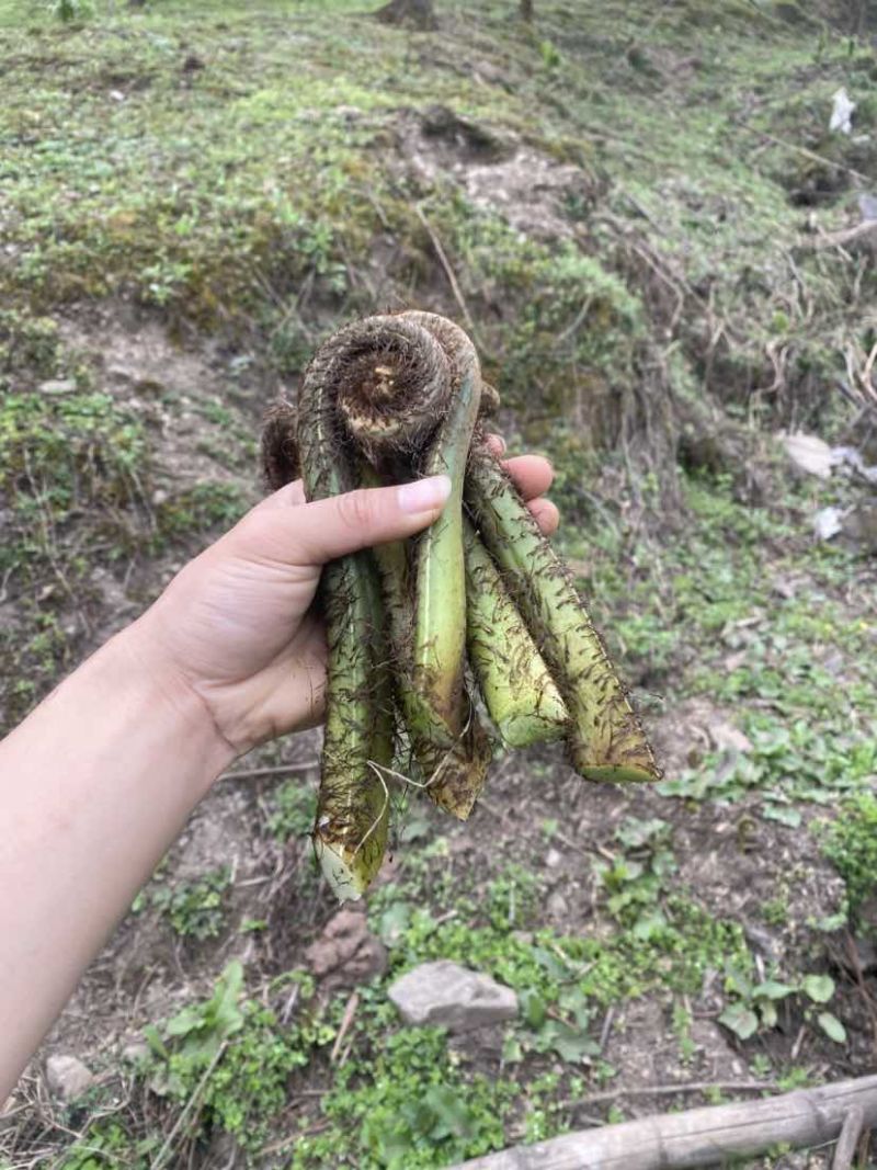超大蕨菜，很嫩，不苦，喜欢的快来看看吧