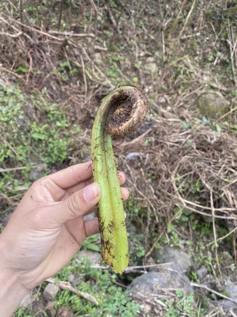 超大蕨菜，很嫩，不苦，喜欢的快来看看吧