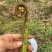 超大蕨菜，很嫩，不苦，喜欢的快来看看吧