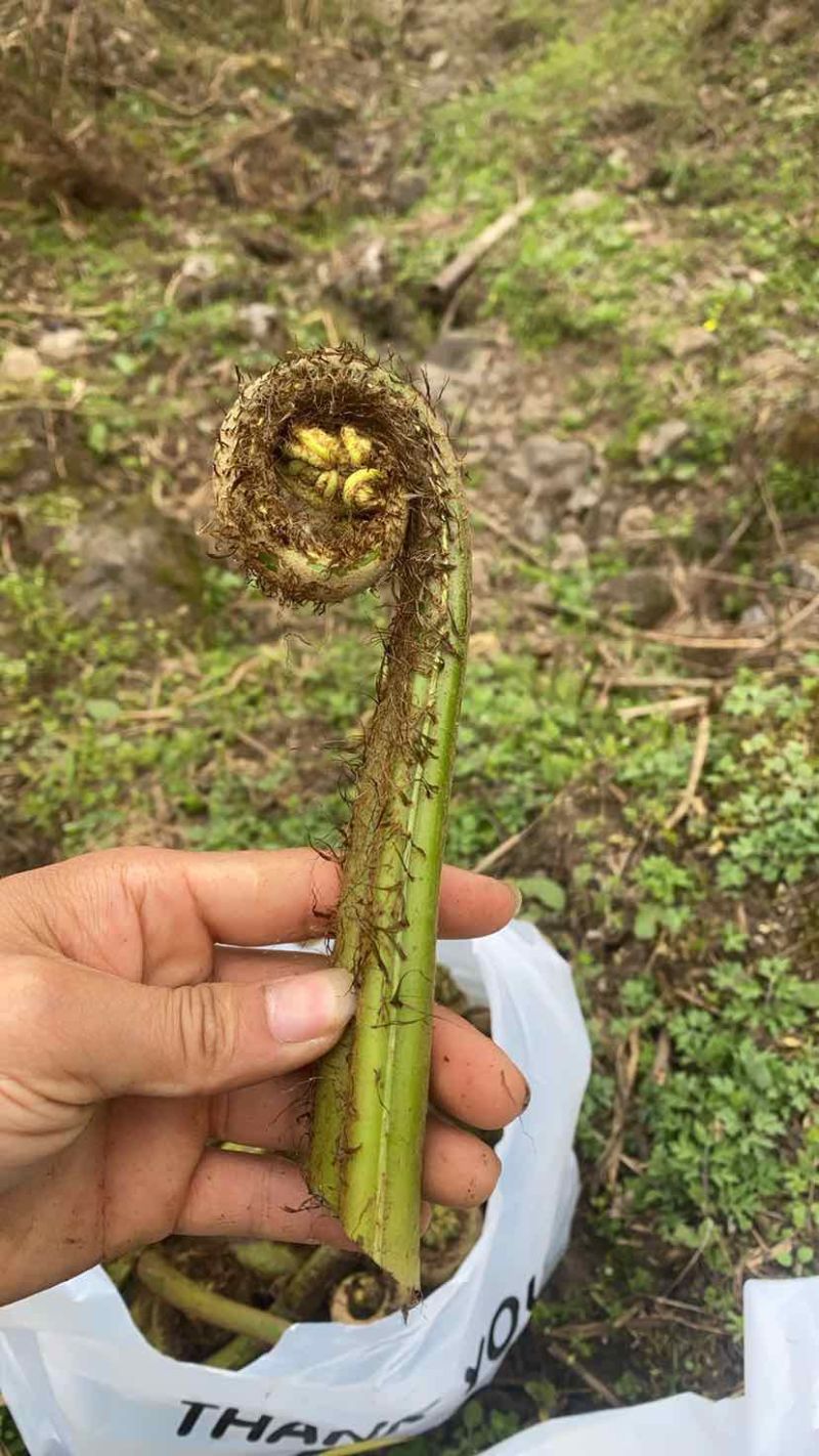 超大蕨菜，很嫩，不苦，喜欢的快来看看吧