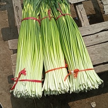 本地精品白帽蒜苔红帽蒜苔大量上市，长度65-85
