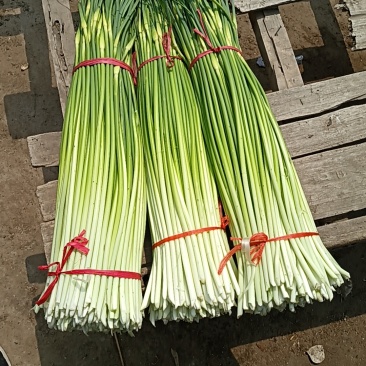 本地精品白帽蒜苔红帽蒜苔大量上市，长度65-85
