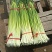 本地精品白帽蒜苔红帽蒜苔大量上市，长度65-85