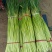 本地精品白帽蒜苔红帽蒜苔大量上市，长度65-85
