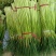 本地精品白帽蒜苔红帽蒜苔大量上市，长度65-85