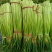 本地精品白帽蒜苔红帽蒜苔大量上市，长度65-85