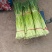 本地精品白帽蒜苔红帽蒜苔大量上市，长度65-85