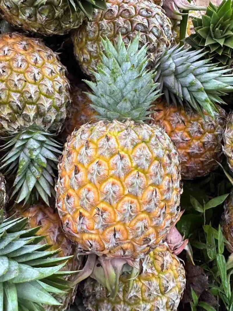 海南芒果凤梨一件代发、全规格
