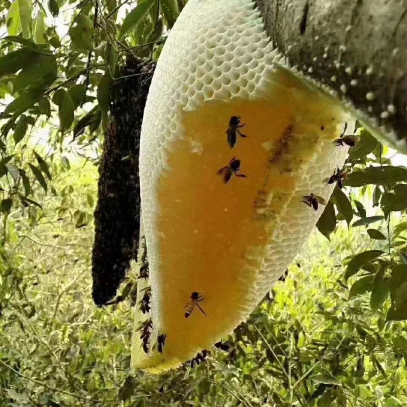 蜂蜜