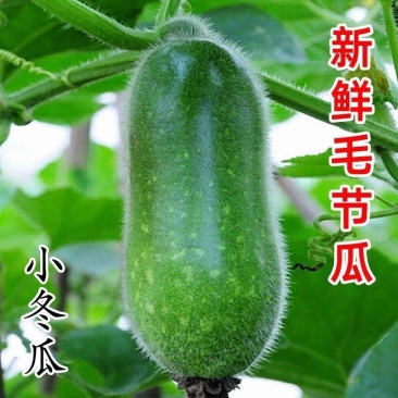 新鲜毛节瓜（广西自产，余货很多）速速抢购