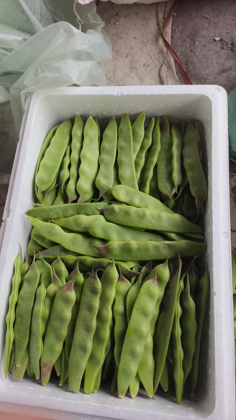一点红油豆，精品，高统，低统，都有大量出