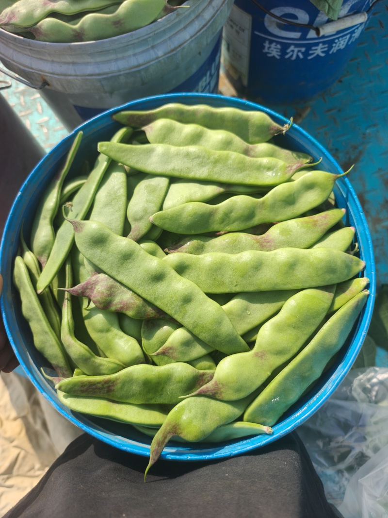 一点红油豆，精品，高统，低统，都有大量出
