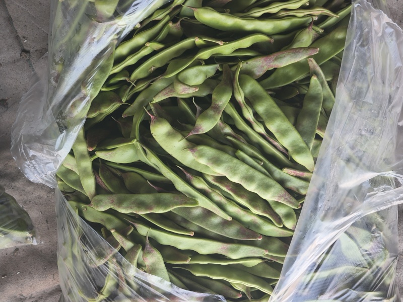 一点红油豆，精品，高统，低统，都有大量出