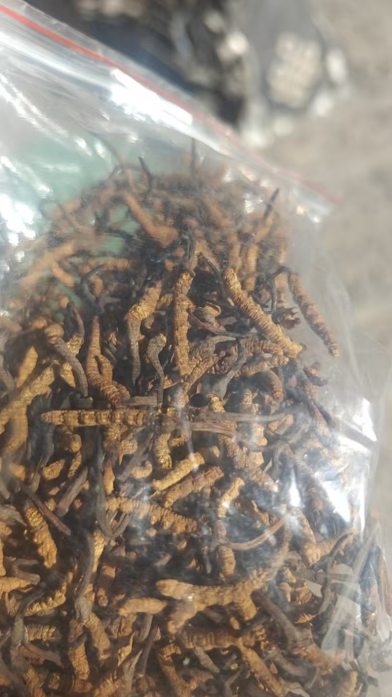 ***原产地虫草全国供应纯正品质