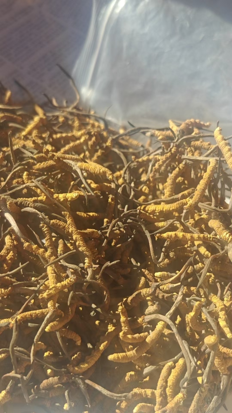 ***原产地虫草全国供应纯正品质