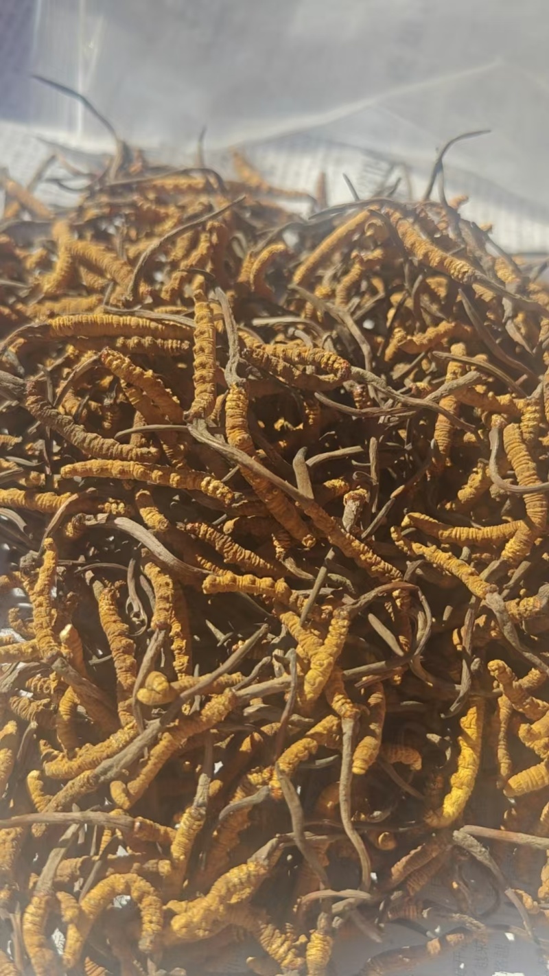 ***原产地虫草全国供应纯正品质