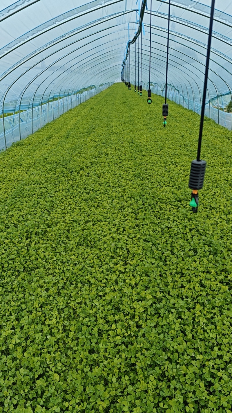 秧草，金花菜，草头