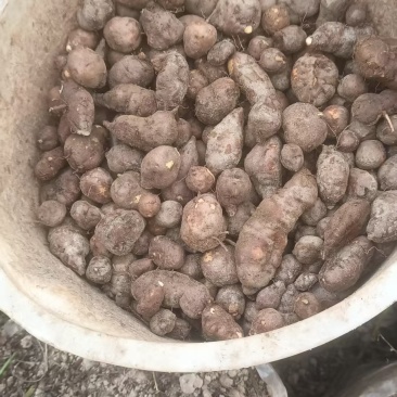 三叶青金丝吊葫芦