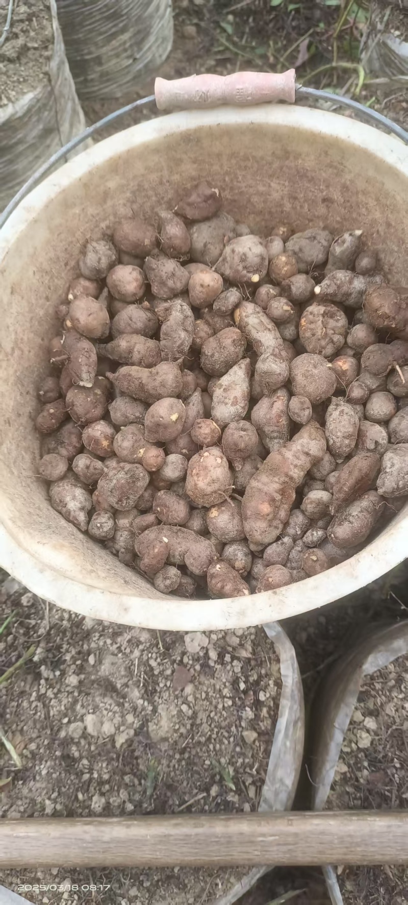 三叶青金丝吊葫芦
