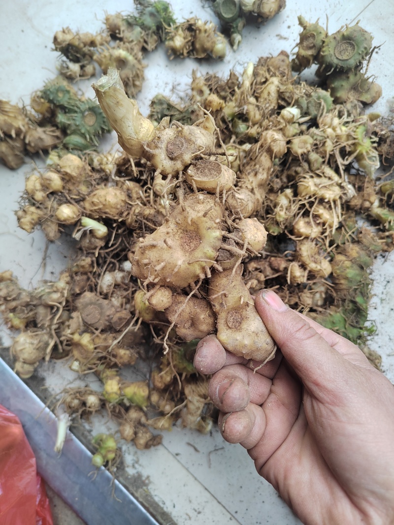 姜型黄精
