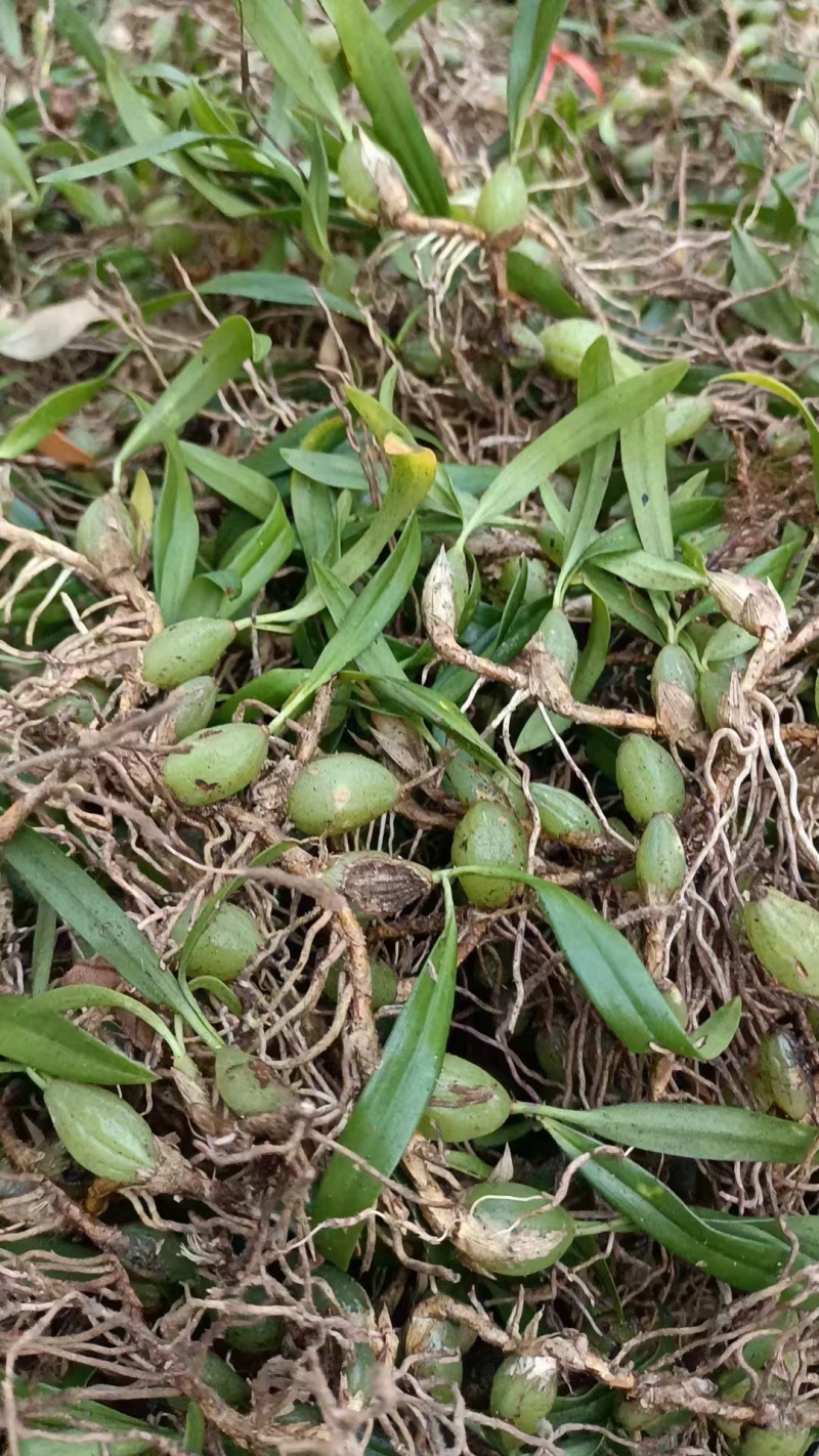 双叶小果