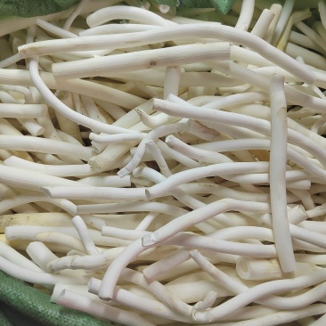 通草
