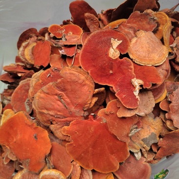 红栓菌