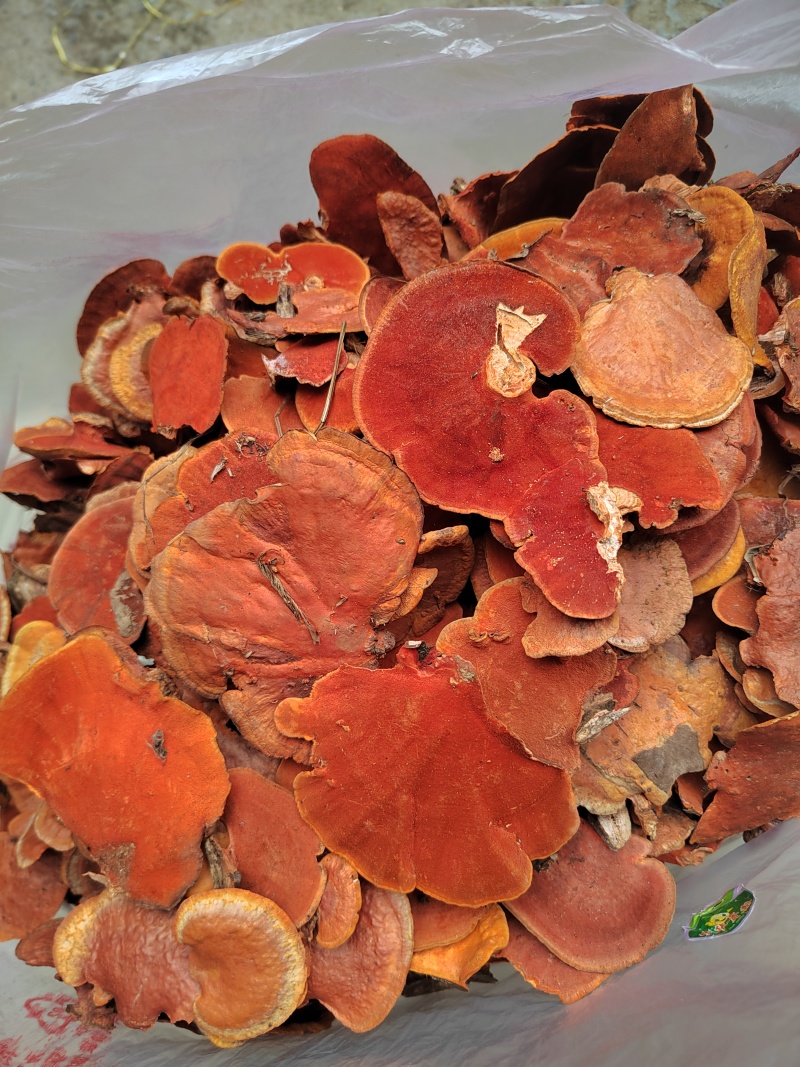 红栓菌